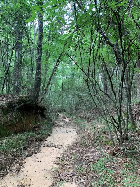 . Pickwick Road, Foxworth, MS 39483 photo 9