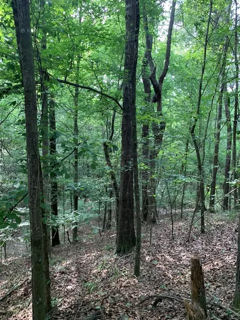 . Pickwick Road, Foxworth, MS 39483 photo 24