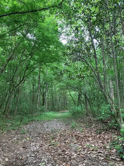 . Pickwick Road, Foxworth, MS 39483 photo 41