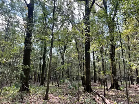 tbd E Levee Rd, MS photo 15