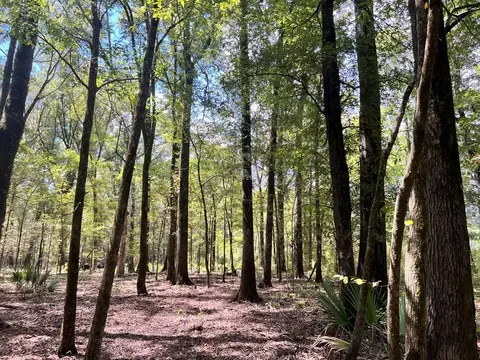 tbd E Levee Rd, MS photo 19