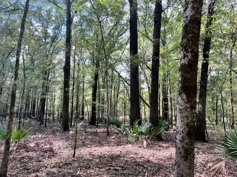 tbd E Levee Rd, MS photo 14