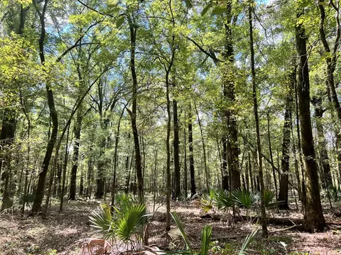tbd E Levee Rd, MS photo 13