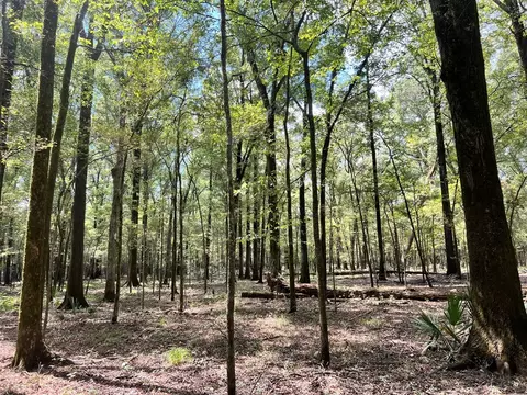 tbd E Levee Rd, MS photo 18