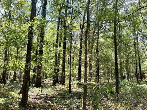 tbd E Levee Rd, MS photo 9