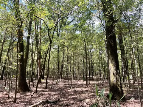 tbd E Levee Rd, MS photo 23