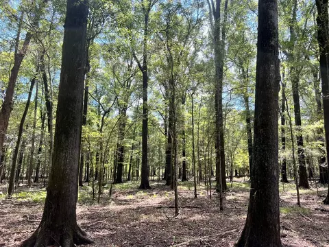 tbd E Levee Rd, MS photo 20