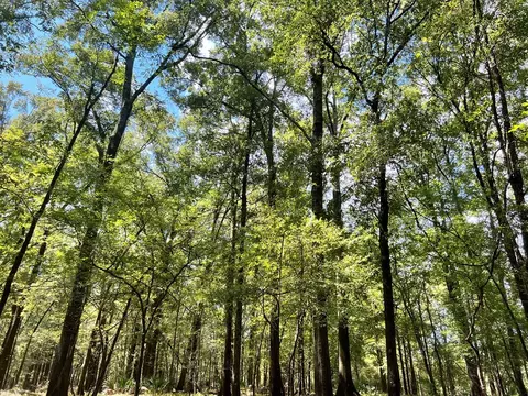 tbd E Levee Rd, MS photo 12