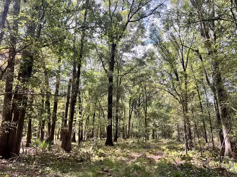 tbd E Levee Rd, MS photo 5