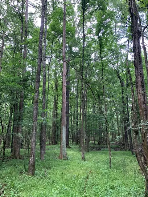 . Perrytown Road, Crosby, MS 39633 photo 34