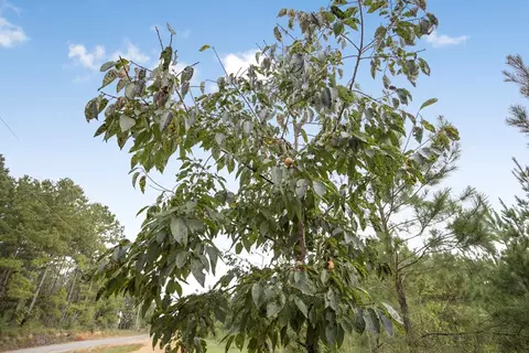 3915 Winding Rd, Liberty, MS 39645 photo 16