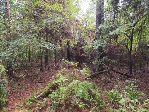 6099 Branch Rd, Smithdale, MS 39664 photo 18