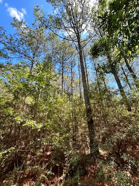6316 Adams Rd, Smithdale, MS 39664 photo 14