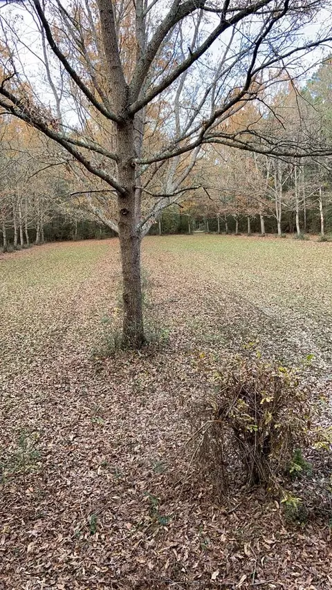 6316 Adams Rd, Smithdale, MS 39664 photo 28