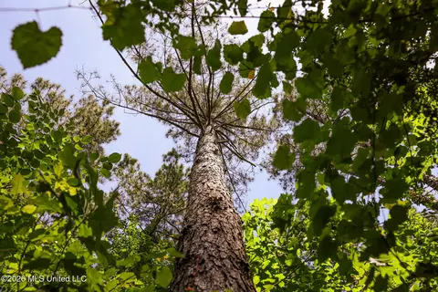 0 Graves Rd, Liberty, MS 39645 photo 15