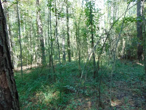 1005 Spring Hill Rd, Wesson, MS 39191 photo 31