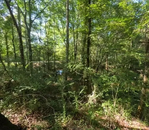 1005 Spring Hill Rd, Wesson, MS 39191 photo 46