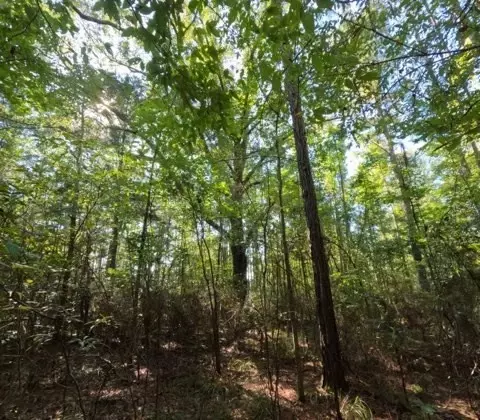 1005 Spring Hill Rd, Wesson, MS 39191 photo 44