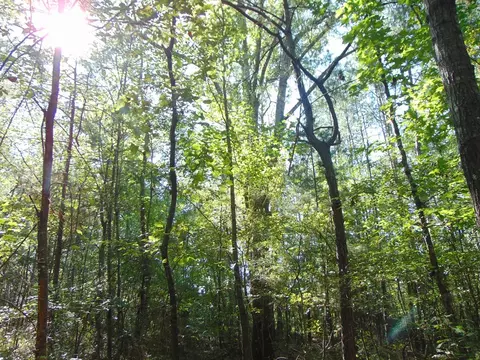 1005 Spring Hill Rd, Wesson, MS 39191 photo 19