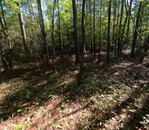 1005 Spring Hill Rd, Wesson, MS 39191 photo 50