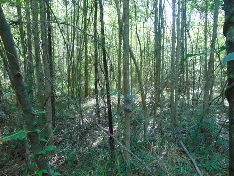 1005 Spring Hill Rd, Wesson, MS 39191 photo 23