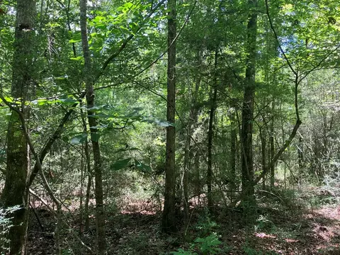 Hwy 48, Sandy Hook, MS 39667 photo 6