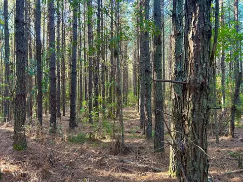 tbd Highway 569, Smithdale, MS 39664 photo 26
