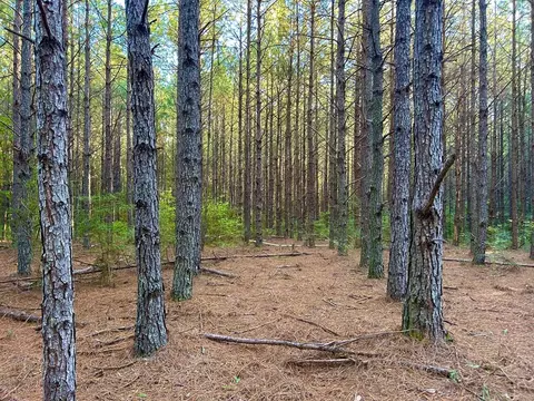 tbd Highway 569, Smithdale, MS 39664 photo 16