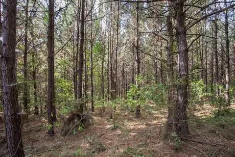 6040 Highway 33, Roxie, MS 39661 photo 21