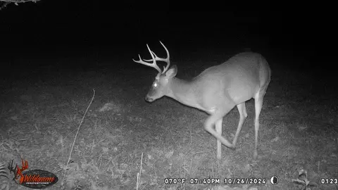 6040 Highway 33, Roxie, MS 39661 photo 38
