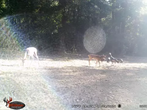 6037 Highway 33, Roxie, MS 39661 photo 39