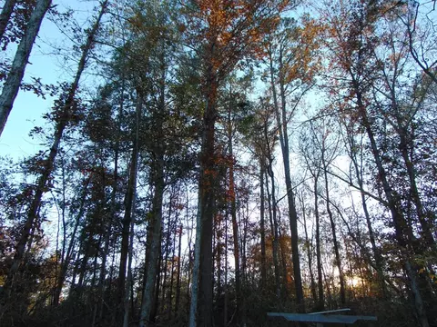 7055 King Rd, Wesson, MS 39191 photo 40
