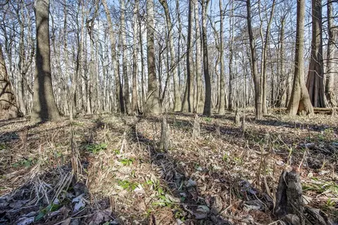 199 Robert Williams Rd, Lorman, MS 39096 photo 21