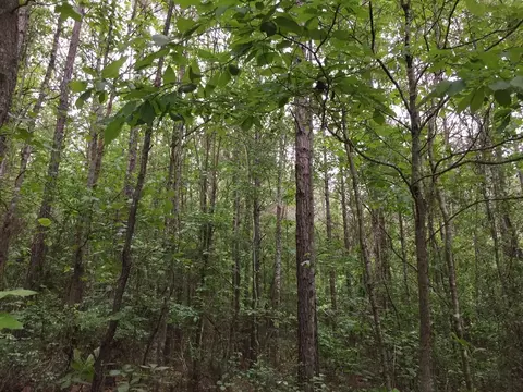 25 Sauls Rd, Ruth, MS 39662 photo 12