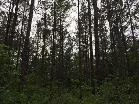 25 Sauls Rd, Ruth, MS 39662 photo 9