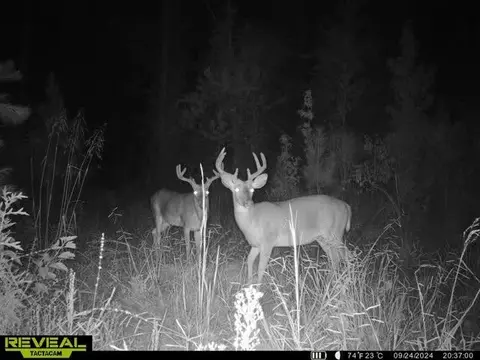 000 Olympia Lewis Rd, Mccall Creek, MS 39647
