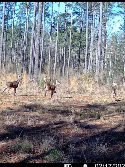 ... Burris Road, Smithdale, MS 39664 photo 22