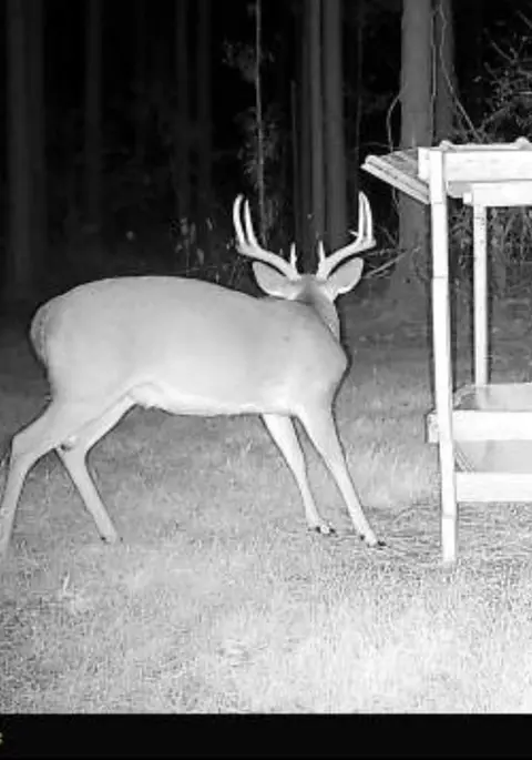 ... Burris Road, Smithdale, MS 39664 photo 19