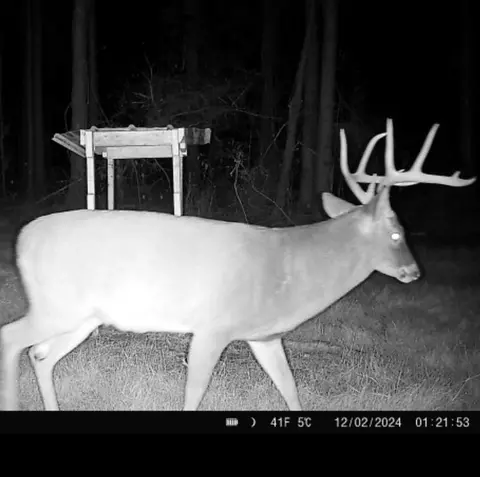 ... Burris Road, Smithdale, MS 39664 photo 18