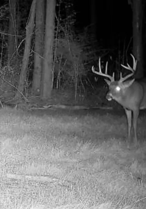 ... Burris Road, Smithdale, MS 39664 photo 17