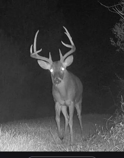 ... Burris Road, Smithdale, MS 39664 photo 20