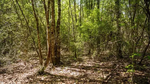 4199 Pumping Station Rd, Osyka, MS 39657 photo 22