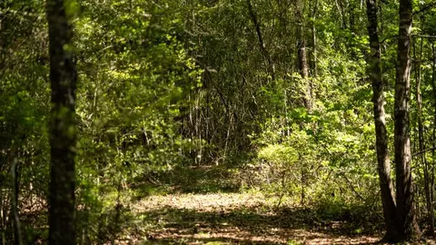 4199 Pumping Station Rd, Osyka, MS 39657 photo 29