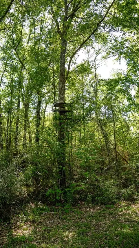 4199 Pumping Station Rd, Osyka, MS 39657 photo 36