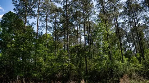 4199 Pumping Station Rd, Osyka, MS 39657 photo 35