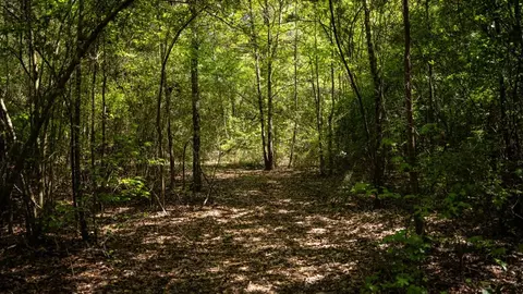 4199 Pumping Station Rd, Osyka, MS 39657 photo 28