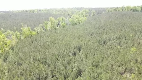 7075 Martinsville Rd, Wesson, MS 39191 photo 39