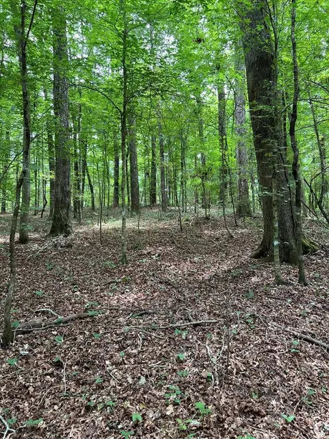 Nnn Catbird Lane, Magnolia, MS 39652