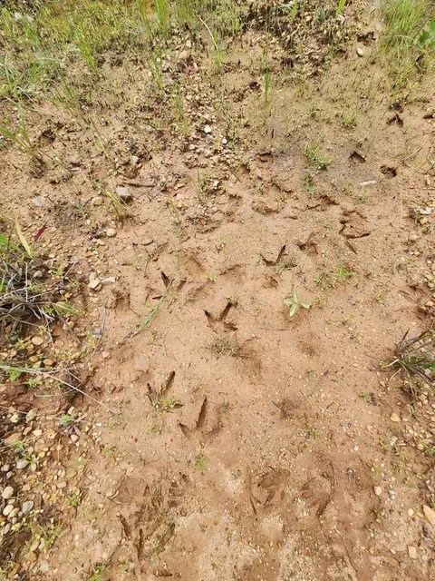 tbd Valley Ln, Summit, MS 39666