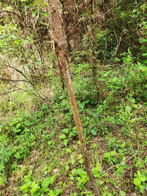 tbd Valley Ln, Summit, MS 39666 photo 23